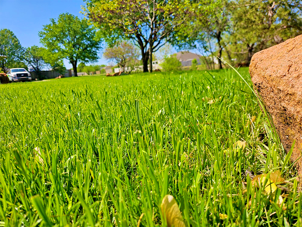 Lawns Like Greens Gallery Image 05